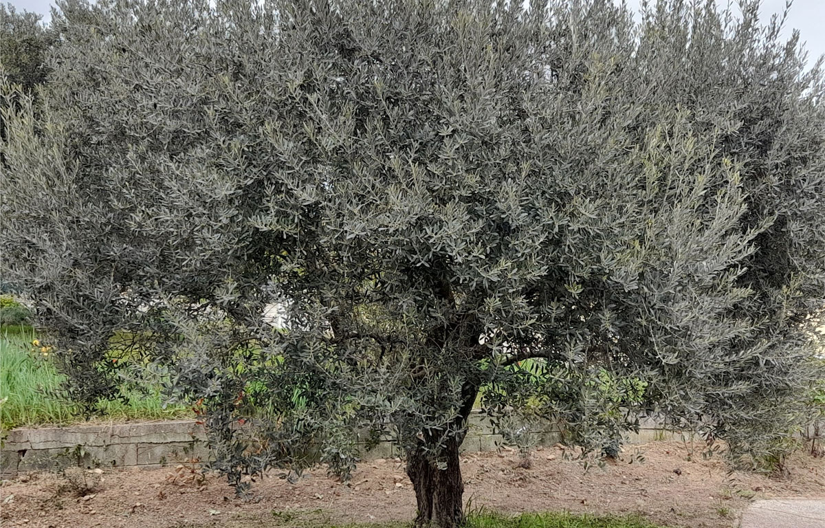jardin 1993 olivier
